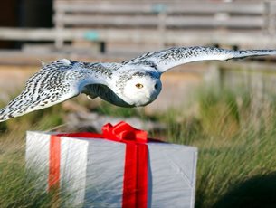 Owls By Moonlight at The Hawk Conservancy Trust