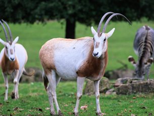 Scimitar-horned oryx at Marwell Zoo