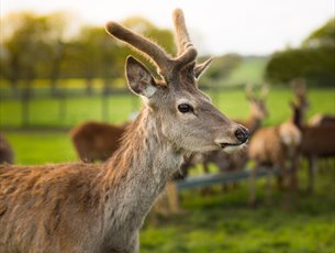 Deer at Sky Park Farm
