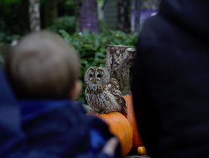 A Tawny Owl sat on a pumpkin