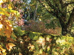 Talk: Jane Austen's Love of Poetry at Jane Austen's House