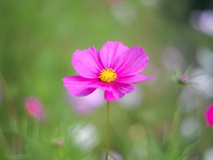 Wild! Festival of flowers and nature at Winchester Cathedral