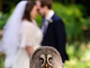 A Great Grey Owl perched on a log in front of a bride and groom kissing