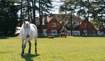 Beaulieu Hotel, New Forest