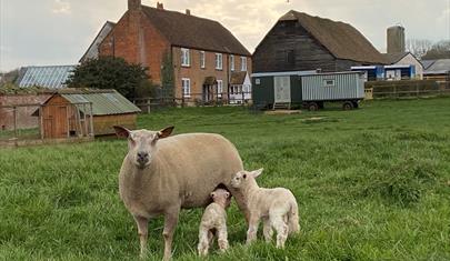 Michelmersh Manor Farm