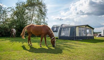 Camping New Forest