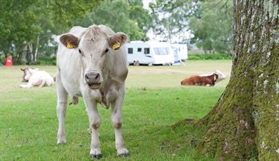 Denny Wood Campsite, New Forest