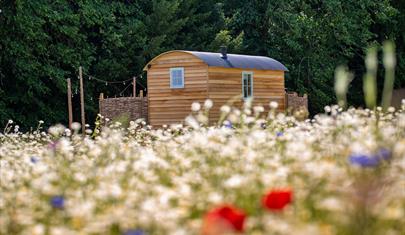 A shepherd's hut in a wildflower meadow at Summerdown