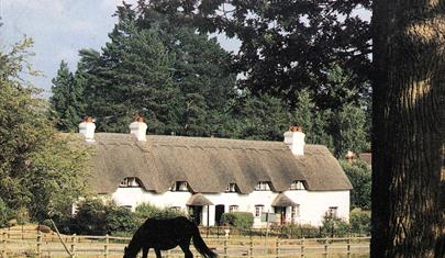 Exterior of Swan Green Cottages with a New Forest Pony in the foreground.
