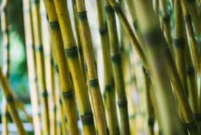 Bamboos in Your Garden at Sir Harold Hillier Gardens