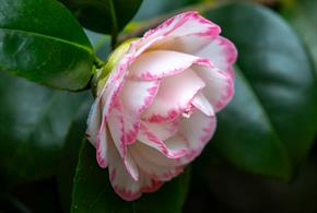 Seasonal Spotlight tours - Camellias at Exbury Gardens & Steam Railway