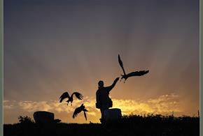 The Hawk Conservancy Trust