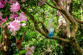 Fairy and Dragon Trail