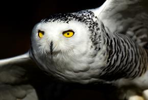 Snowy owl