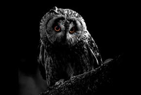 Owl-O-Ween at Hawk Conservancy Trust