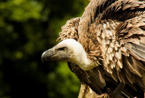 International Vulture Awareness Day at The Hawk Conservancy Trust