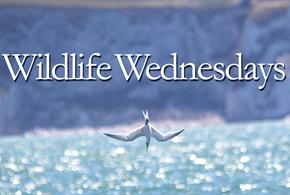 Wildlife Wednesday poster at Hurst Castle