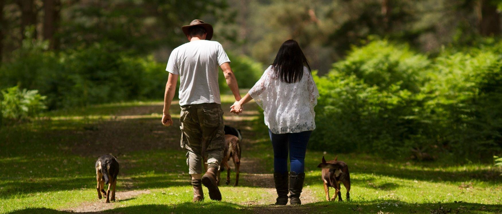 A couple walk three dogs through woodland