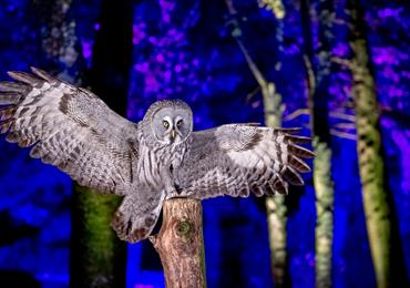 Win Tickets to the Winter Woodland Lights at the Hawk Conservancy