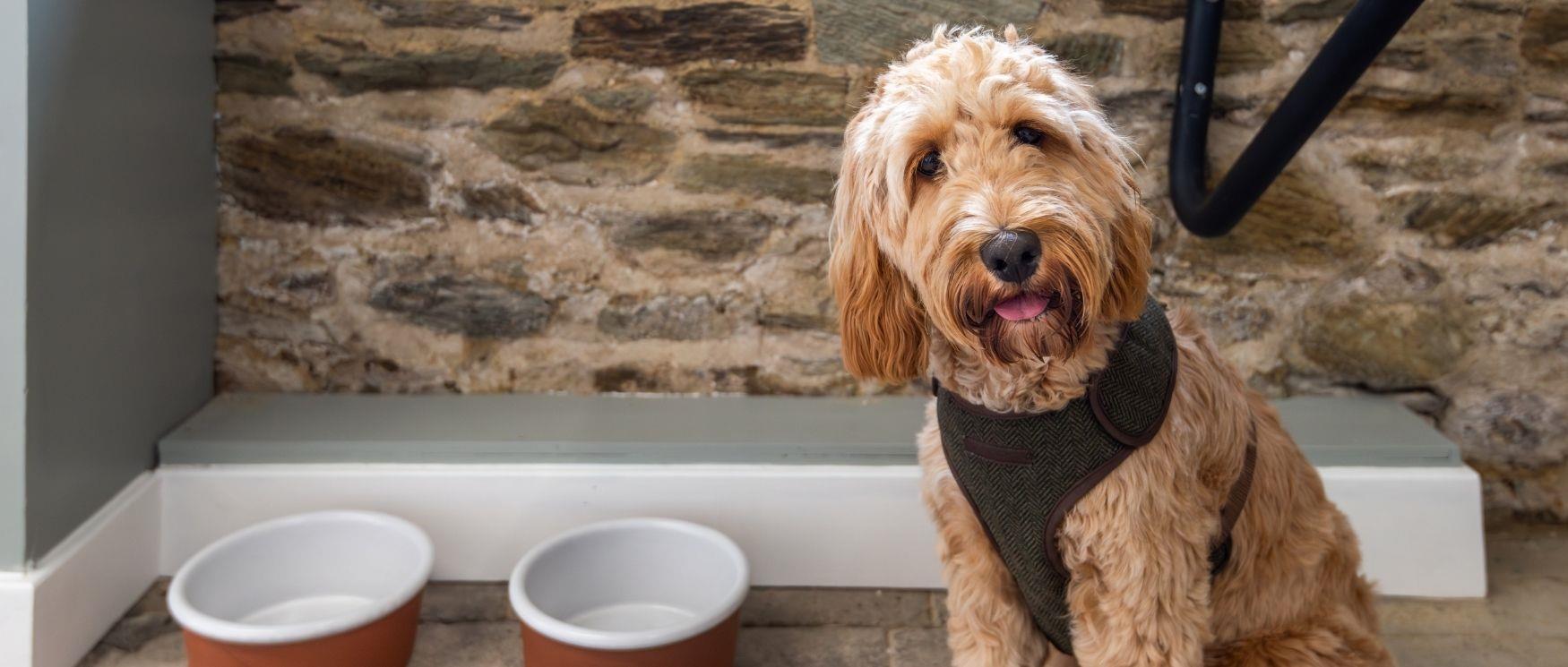 A cockerpoo sits beside two dog bowls