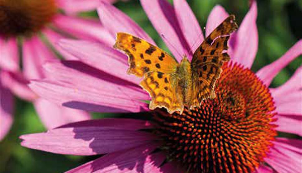 Butterfly Day at Sir Harold Hillier Gardens