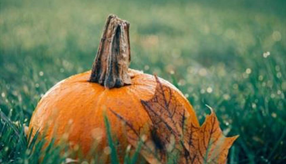 Halloween Family Trail at Sir Harold Hillier Gardens