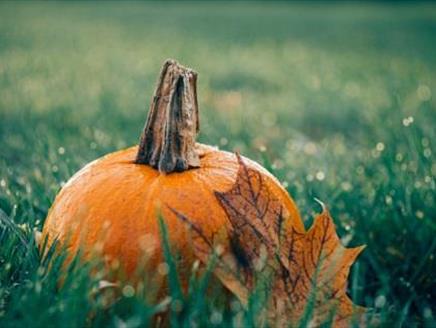 Halloween Family Trail at Sir Harold Hillier Gardens