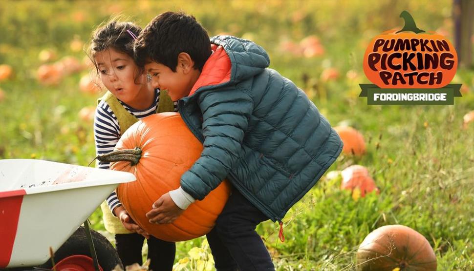 Pumpkin Picking Patch Fordingbridge