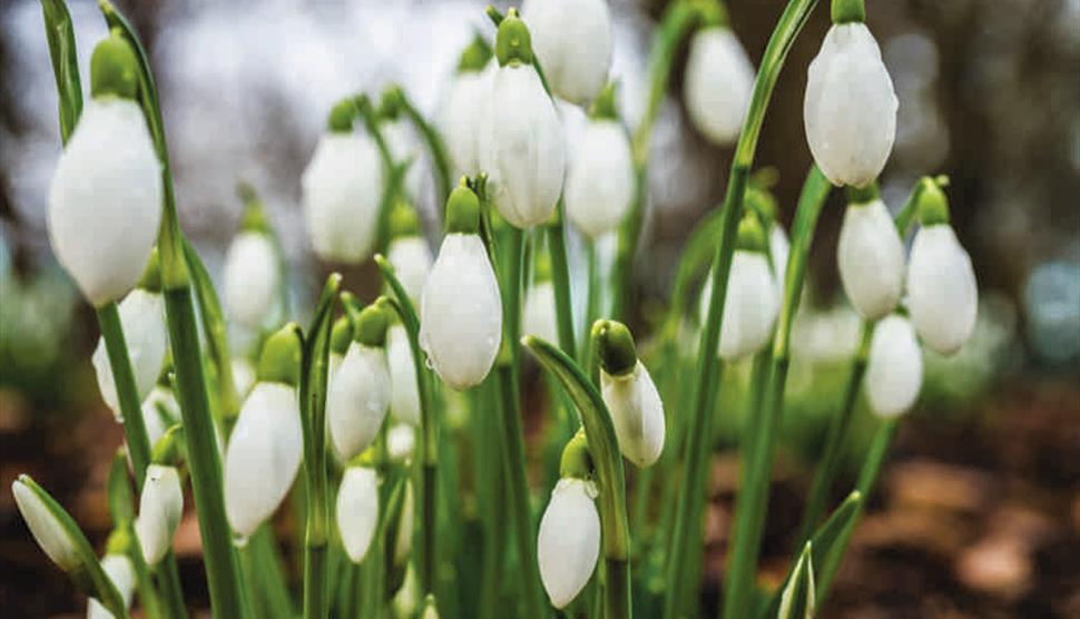 Winter Bulbs and Flowers Floral Display at Sir Harold Hillier Gardens