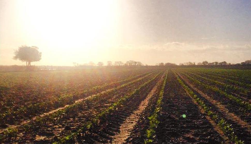 Cat and Fiddle Farm Shop and Pick your Own