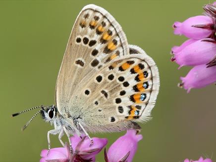 A FREE Guided Walk to look for Butterflies at Silchester Common and Bamber Forest