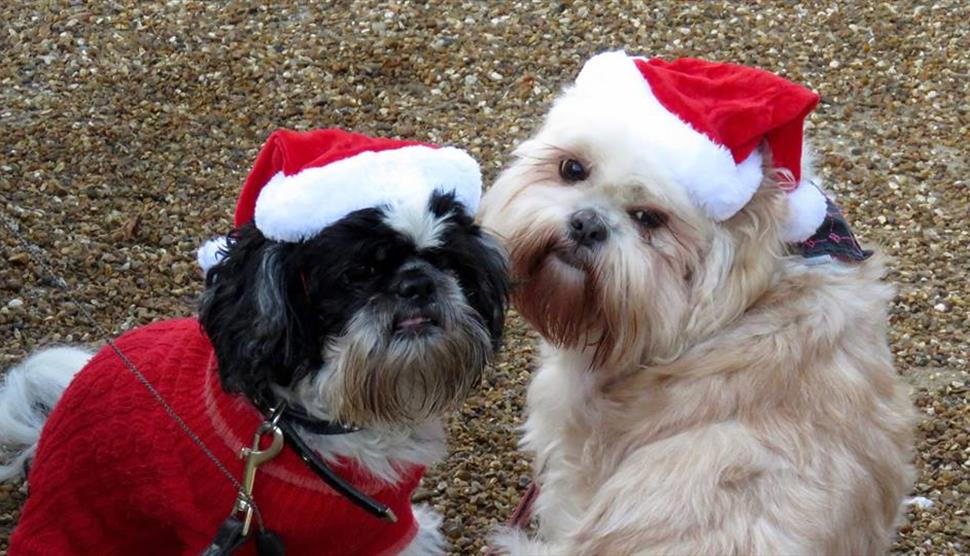 Festive Woofs and Wellies at Queen Elizabeth Country Park