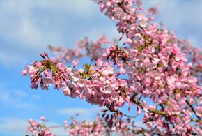 Spring Blossom - Guided Tour at Sir Harold Hillier Gardens