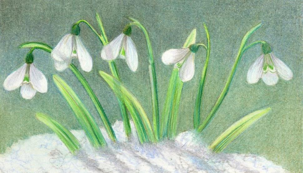 Snowdrops in Coloured Pencils Workshop at Sir Harold Hillier Gardens