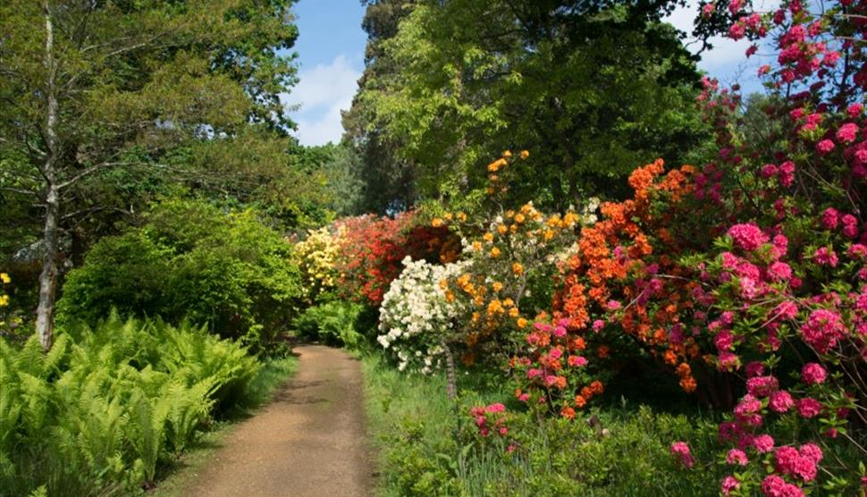 Rhododendron Woodland - Guided Tour at Sir Harold Hillier Gardens