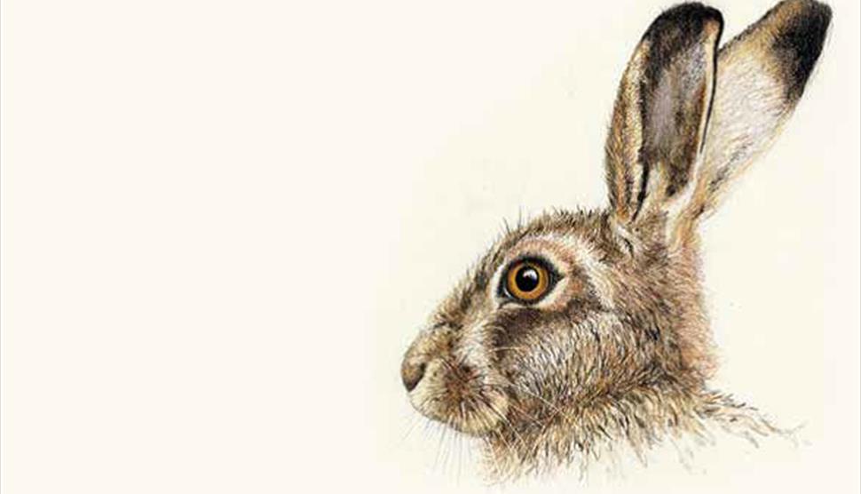 Portrait of a Wild Hare