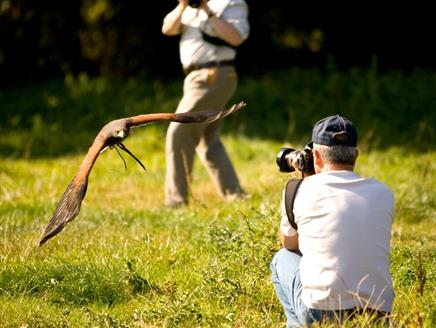 Falconry Photography Day at Sir Harold Hillier Gardens