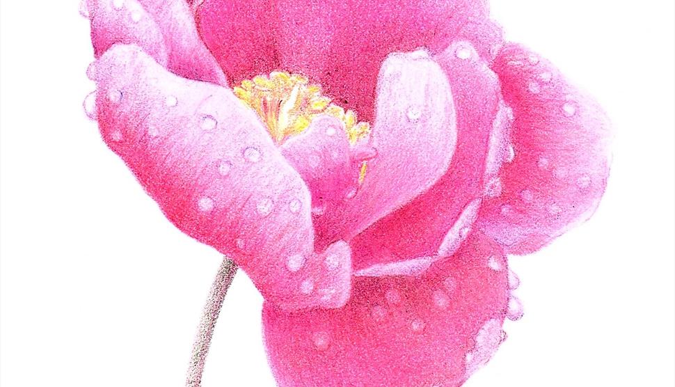 Art Workshop: Peony in Coloured Pencil at Sir Harold Hillier Gardens