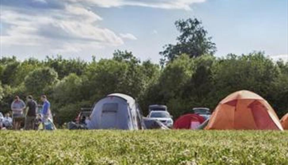 Abbotstone Wood Camping