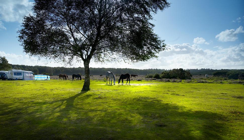 Aldridge Hill Caravan and Campsite, New Forest