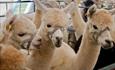 Romsey Agricultural Show - Alpacas