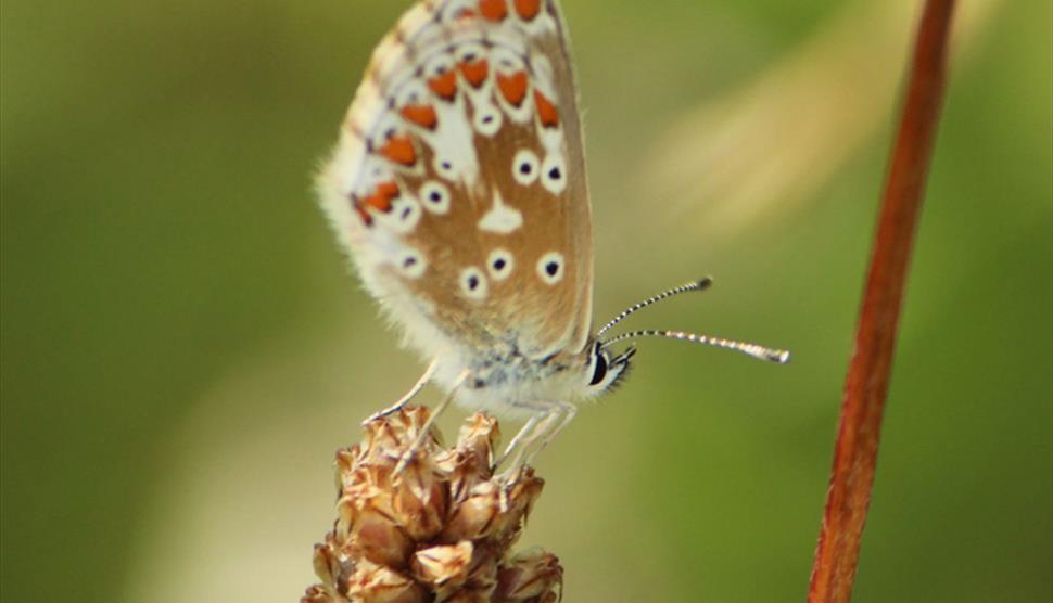 Picture of a butterfly for BioBlitz