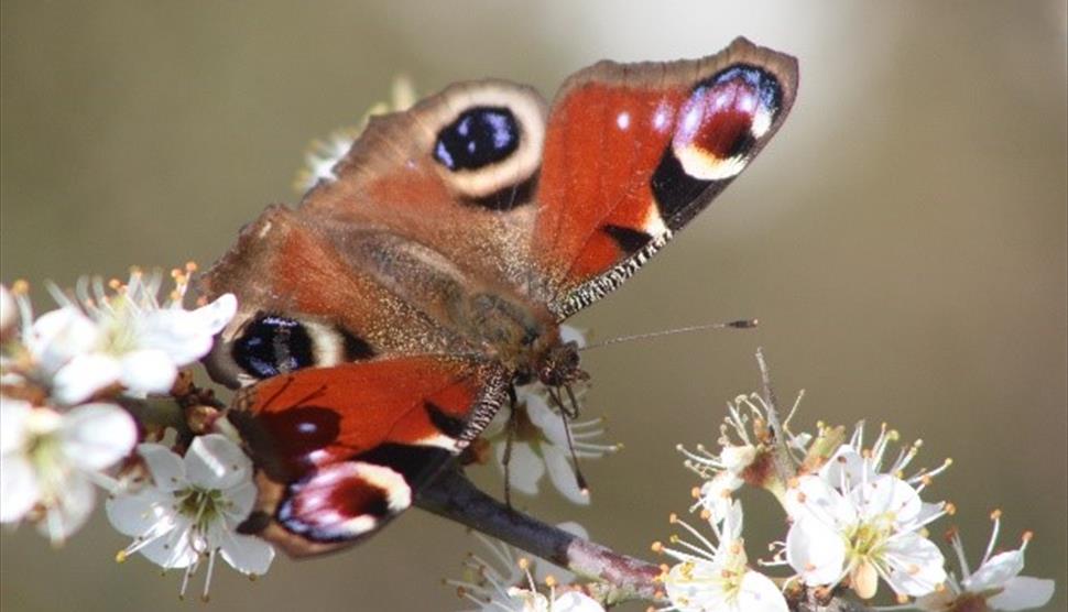 Family Workshop - Make a Butterfly House at Exbury Gardens & Steam Railway
