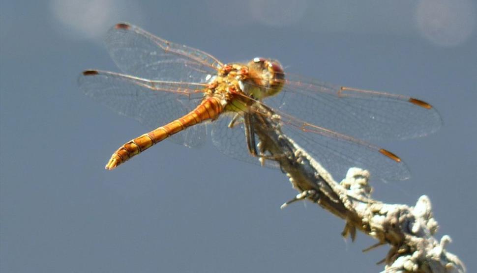 Dragonflies are Important - Gardeners Can Help! at Exbury Gardens & Steam Railway