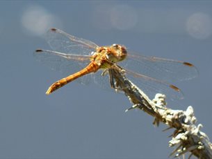 Dragonflies are Important - Gardeners Can Help! at Exbury Gardens & Steam Railway