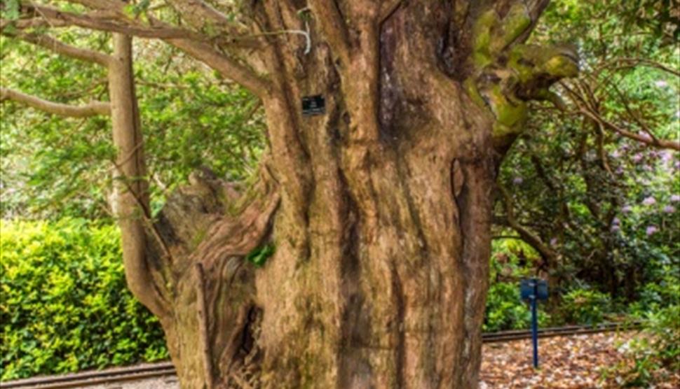 Seasonal spotlight tours - Veteran Trees at Exbury Gardens & Steam Railway