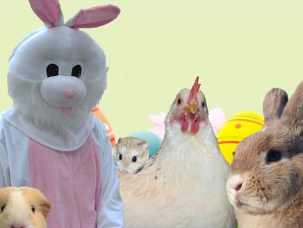 Easter Bunny Workshops at Furlock Holmes Animal Care