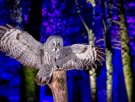 Evening Owls