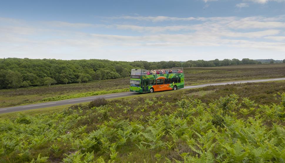 New Forest Tour Bus