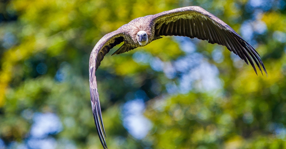 Hawk Conservancy Trust - Visit Hampshire